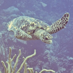 Bonaire Turtles