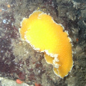 Orange peel Nudibranch