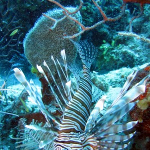 Lion fish in Belize May 2010