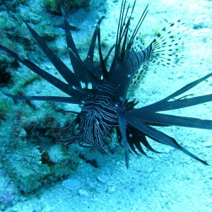 lionfish on cap't mikes reef may 2010
