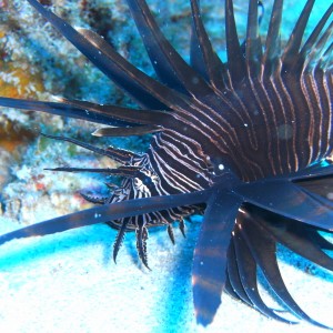 lionfish on cap't mikes reef may 2010