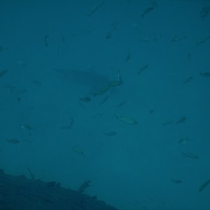 8ft Bull Shark on Bibb