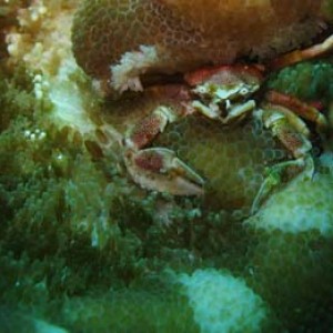 Neil Island dive pictures
