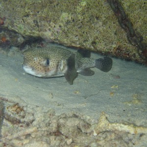 Porcupine Fish on Bari Reef night dive
