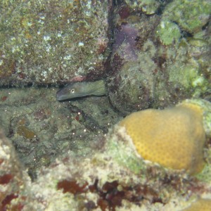 Eel on Bari Reef Night Dive