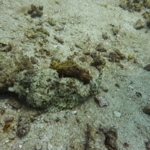 Find the stone fish (scorpion fish?)