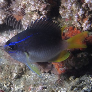 Reeffish1061