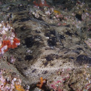 flounder1060