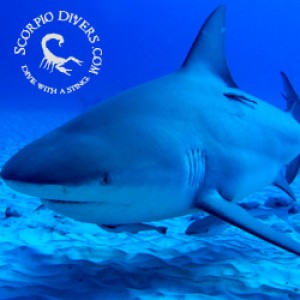 scuba_dive_bull_sharks_site