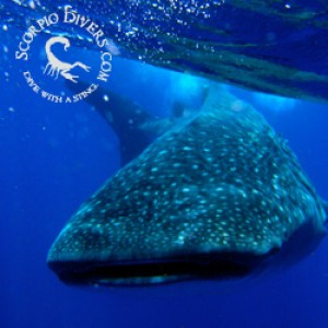 scuba_dive_whale_sharks_site