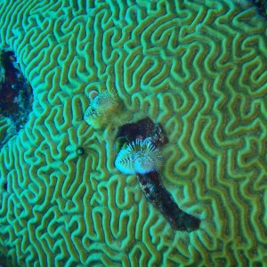 tiny yellow headed blenny in brain coral