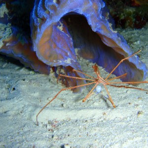 arrow crab with egg sac