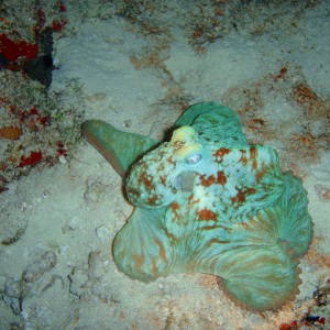 octo on night dive