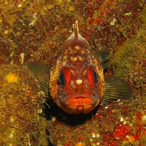 copper rock fish