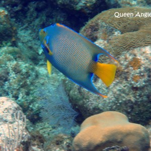 Queen Angelfish- Isla Roatan, Honduras