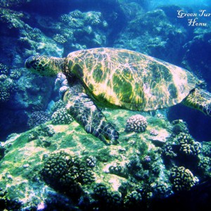 Green Turtle-Honu