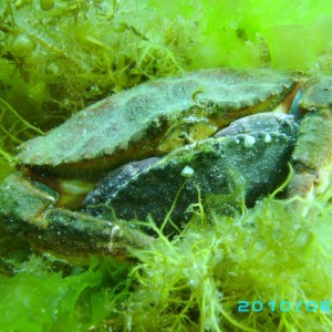 2010-06-15_08_Dungeness_Crab