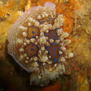 Jewel nudibranch