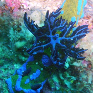 Clown nudibranch