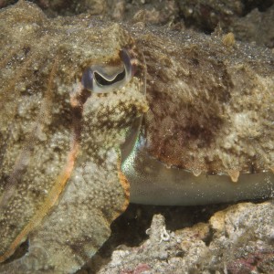 cuttlefish13