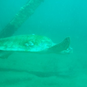 Loggerhead turtle on Bridge Span 12 PC Beach FL