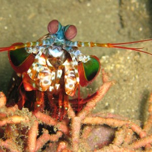 IMG_3203_mantis_shrimp