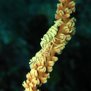 IMG_6472_whip_coral_shrimp