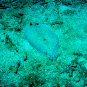 Boynton Beach - flounder