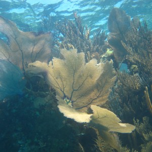 Bermudian Reef