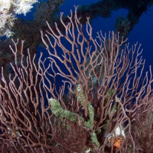 branching coral