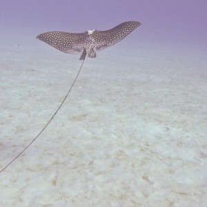 Bonaire Eagle Ray