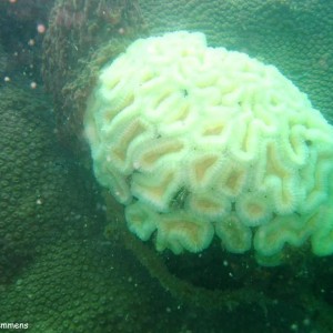 Brain Coral, Bleached