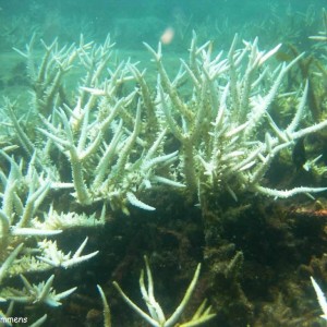 Stag Coral, bleached