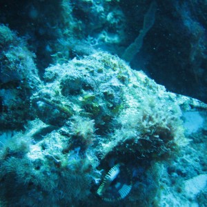 Scrpionfish