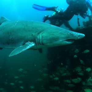 Sand Tiger on the Carribesea