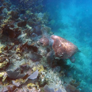Key West Snorkel trip 07-04-10