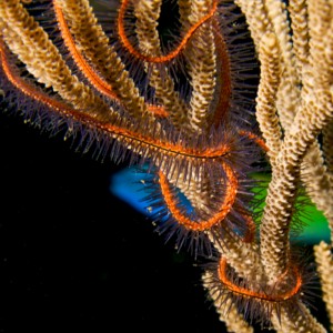 Brittle star and passerby