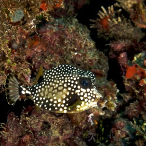 Baby boxfish