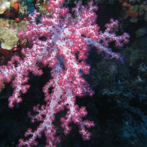 CORAL_IMG_0032