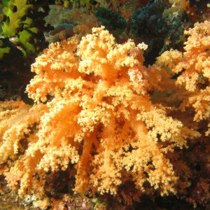 CORAL_IMG_1121