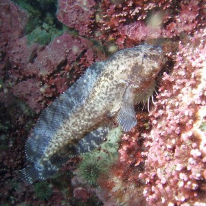 Atlantic snailfish (lumpfish family)