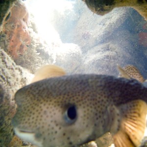 Porcupinefish2