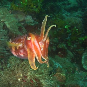 IMG_4371_cuttlefish