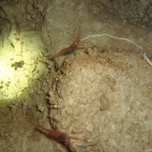 Shrimp Cave - Gozo Cave Diving