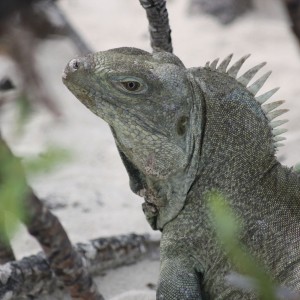 iguana island