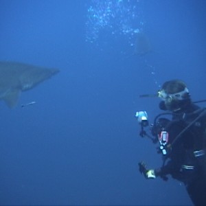 The Real Shark Week 2010