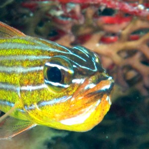 Yellow Striped Cardinalfish carrying eggs
