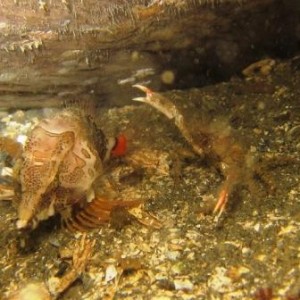 Grunt Sculpin and Crab