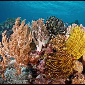 Panga batang colorful reef