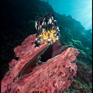 Sponge Pulau Babi